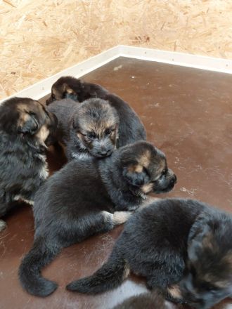 Altdeutsche Schäferhundwelpen