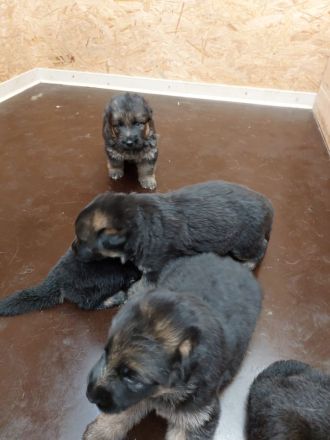 Altdeutsche Schäferhundwelpen