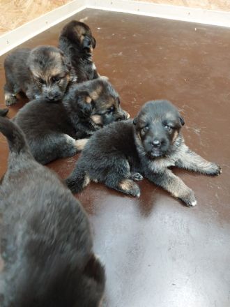 Altdeutsche Schäferhundwelpen