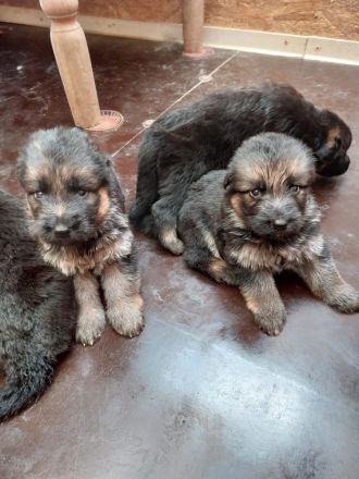 Altdeutsche Schäferhundwelpen