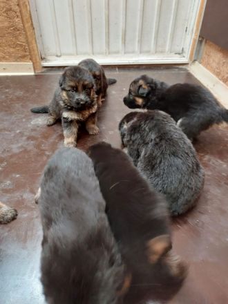 Altdeutsche Schäferhundwelpen