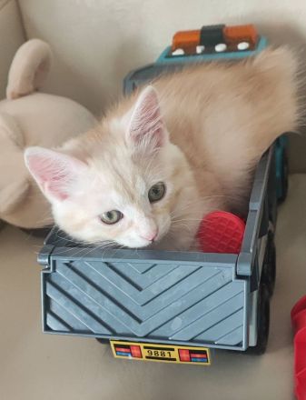 „Two Way Family“