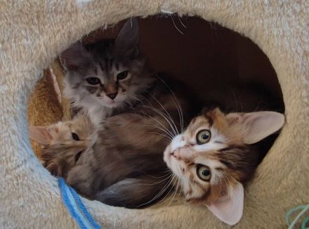 „Two Way Family“