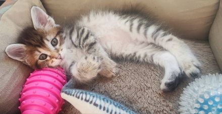 „Two Way Family“