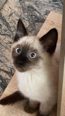 siam kitten
