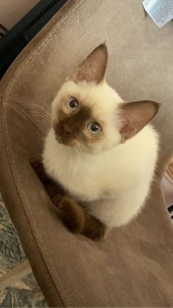 siam kitten