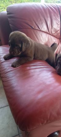 Labrador welpen