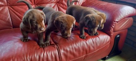 Labrador welpen