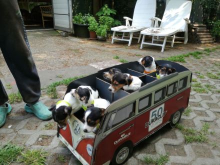 Knuddelige niedliche und putzmuntere Jack Russell Terrier Welpen suchen neues Zuhause