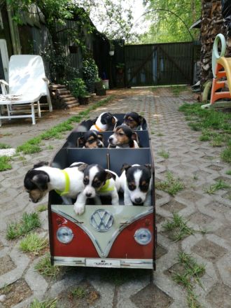 Knuddelige niedliche und putzmuntere Jack Russell Terrier Welpen suchen neues Zuhause