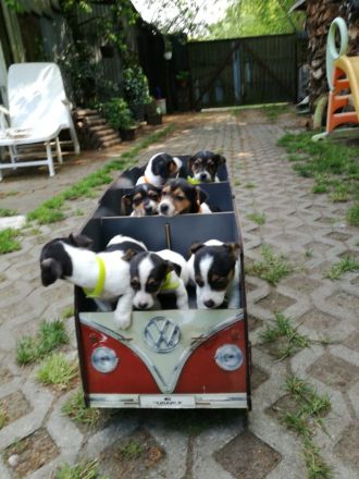 Knuddelige niedliche und putzmuntere Jack Russell Terrier Welpen suchen neues Zuhause