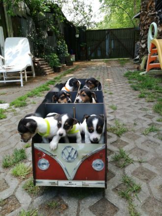 Knuddelige niedliche und putzmuntere Jack Russell Terrier Welpen suchen neues Zuhause