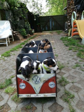 Knuddelige niedliche und putzmuntere Jack Russell Terrier Welpen suchen neues Zuhause