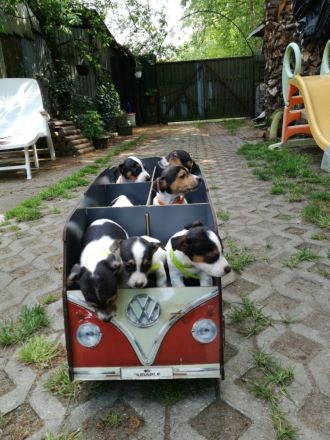 Knuddelige niedliche und putzmuntere Jack Russell Terrier Welpen suchen neues Zuhause