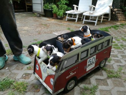 Knuddelige niedliche und putzmuntere Jack Russell Terrier Welpen suchen neues Zuhause