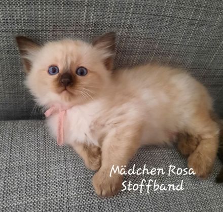 Ragdoll Nachwuchs