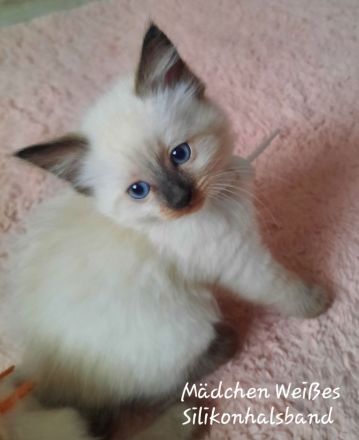 Ragdoll Nachwuchs