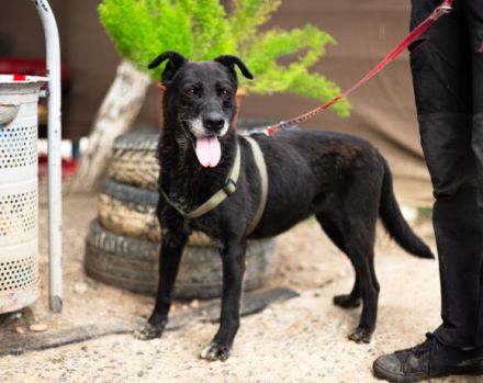 Unsere schwarze Schönheit Zurly sucht endlich ihr Zuhause - Kannst du es ihr schenken?