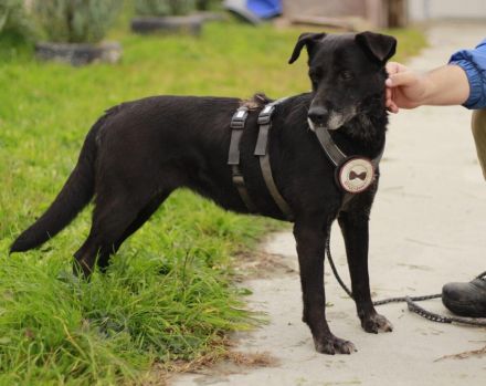 Unsere schwarze Schönheit Zurly sucht endlich ihr Zuhause - Kannst du es ihr schenken?