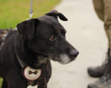 Unsere schwarze Schönheit Zurly sucht endlich ihr Zuhause - Kannst du es ihr schenken?