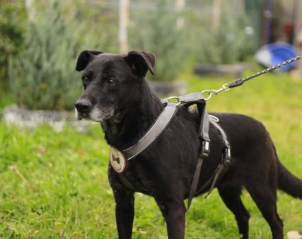 Unsere schwarze Schönheit Zurly sucht endlich ihr Zuhause - Kannst du es ihr schenken?
