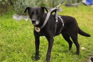 Unsere schwarze Schönheit Zurly sucht endlich ihr Zuhause - Kannst du es ihr schenken?