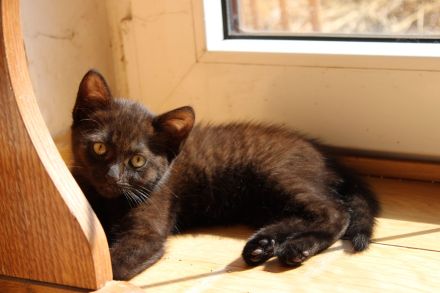 Hübsche Junge Katzen Abzugeben