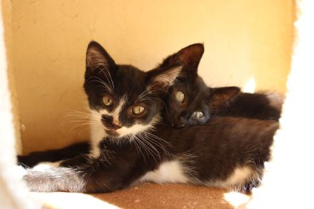 Hübsche Junge Katzen Abzugeben