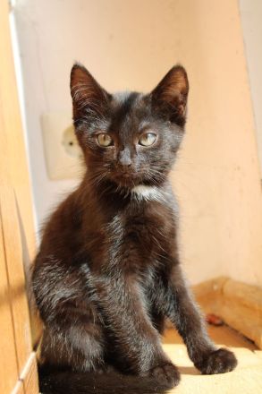 Hübsche Junge Katzen Abzugeben