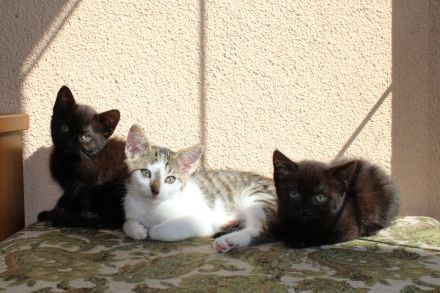 Hübsche Junge Katzen Abzugeben