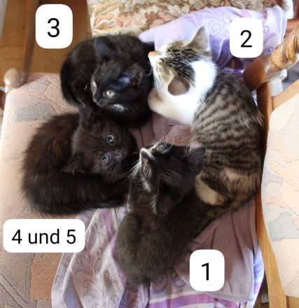 Hübsche Junge Katzen Abzugeben