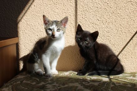 Hübsche Junge Katzen Abzugeben