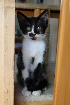 Hübsche Junge Katzen Abzugeben