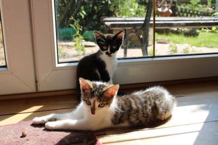 Hübsche Junge Katzen Abzugeben