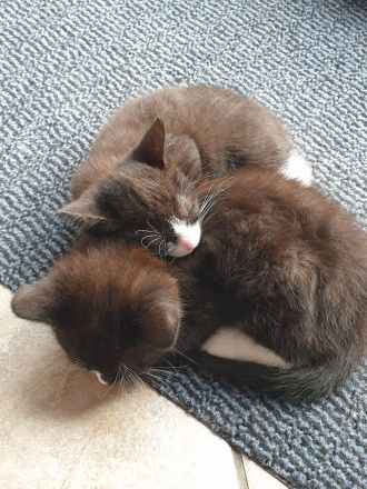 süße Kätzchen suchen ein liebevolles Zuhause