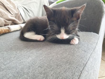 süße Kätzchen suchen ein liebevolles Zuhause