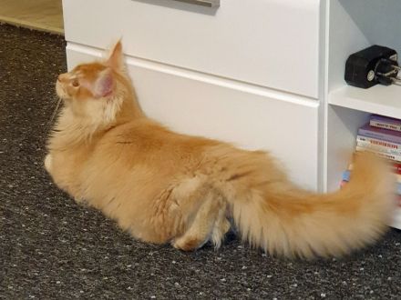Toller Maine Coon Kater mit Stammbaum