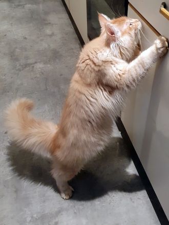 Toller Maine Coon Kater mit Stammbaum