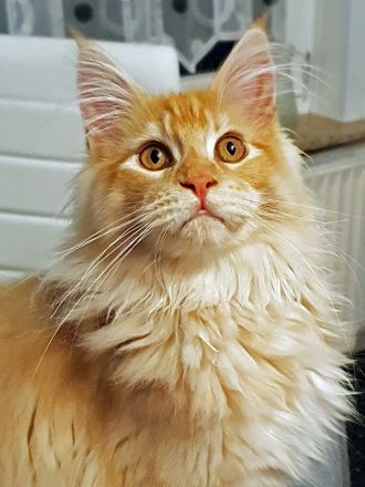 Toller Maine Coon Kater mit Stammbaum