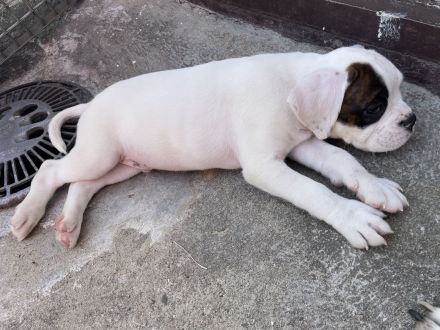 Boxer Welpen
