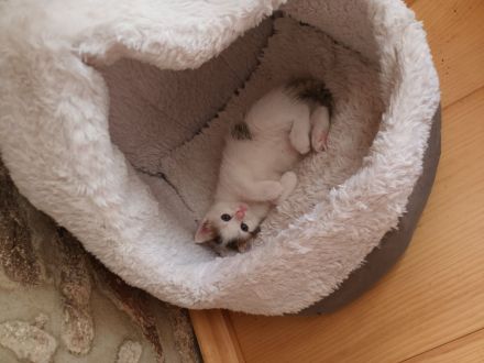 Katzenbaby sucht neues Zuhause