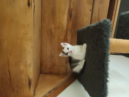 Katzenbaby sucht neues Zuhause