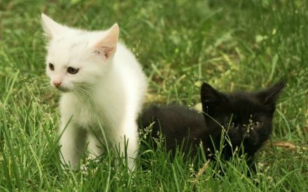 2 schwarze und 2 weiße BKH-Mix-Kater