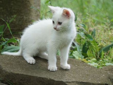 2 schwarze und 2 weiße BKH-Mix-Kater
