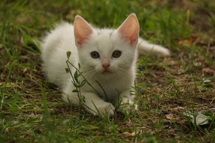 2 schwarze und 2 weiße BKH-Mix-Kater