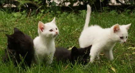 2 schwarze und 2 weiße BKH-Mix-Kater
