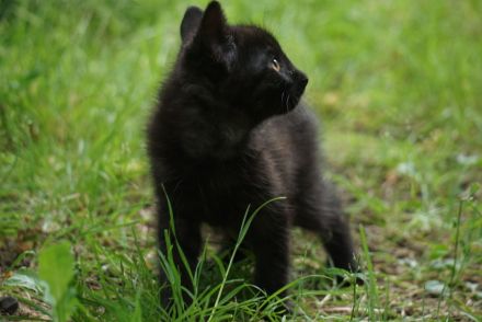 2 schwarze und 2 weiße BKH-Mix-Kater
