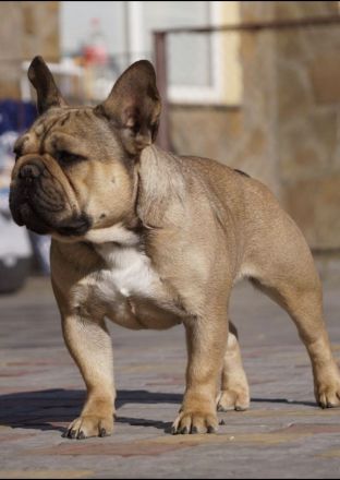 Französische Bulldog Dame sucht ein Zuhause