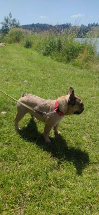 Französische Bulldog Dame sucht ein Zuhause