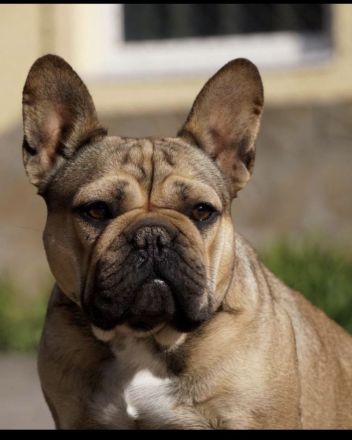 Französische Bulldog Dame sucht ein Zuhause